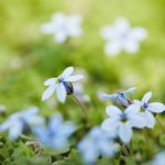 isotoma fluviatilis 3