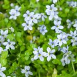 isotoma fluviatilis 5