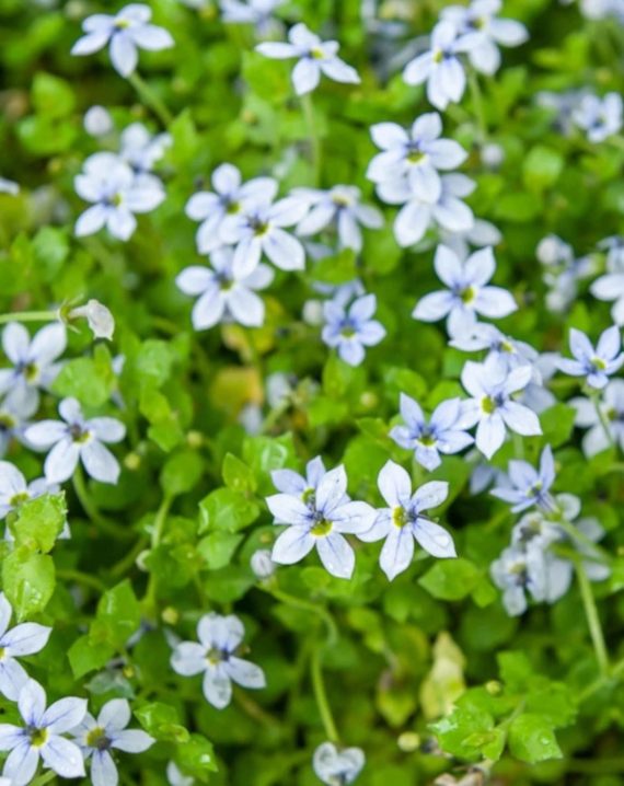 isotoma fluviatilis 5