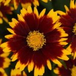 koreopsis grandiflora uptick red 1