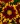 koreopsis grandiflora uptick red 1