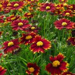 koreopsis grandiflora uptick red