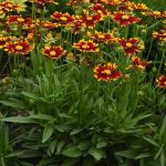 koreopsis grandiflora uptick red 2