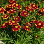 koreopsis grandiflora uptick red 3