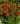 koreopsis grandiflora uptick red 3