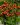 koreopsis grandiflora uptick red 3