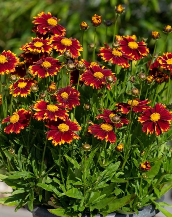 koreopsis grandiflora uptick red 3