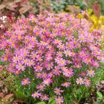 koreopsis rosea american dream 1