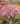 koreopsis rosea american dream 1