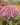 koreopsis rosea american dream 1