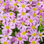 koreopsis rosea american dream