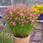 koreopsis rosea american dream 2