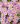 koreopsis rosea american dream