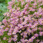 koreopsis rosea american dream 3