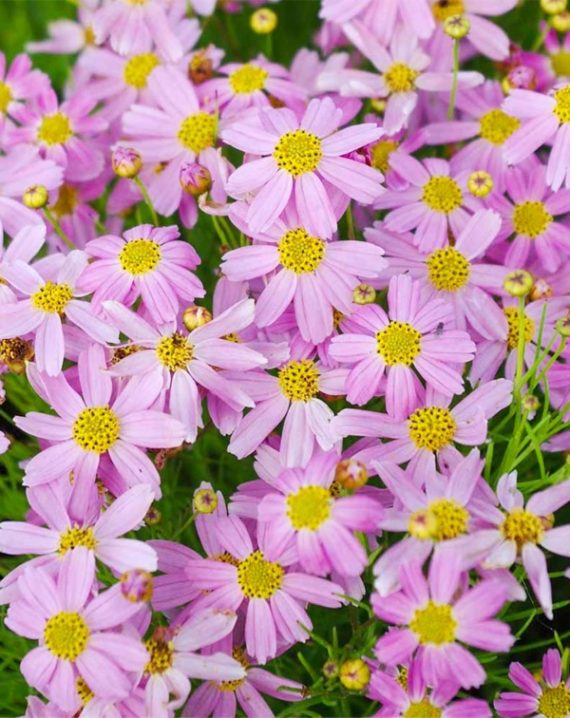 koreopsis rosea american dream