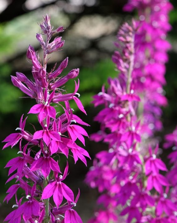 lobelia speciosa tania 1