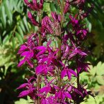 lobelia speciosa tania