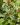 osmathus 2