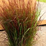 panicum virgatum rotstrahlbusch 1
