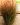 panicum virgatum rotstrahlbusch 1