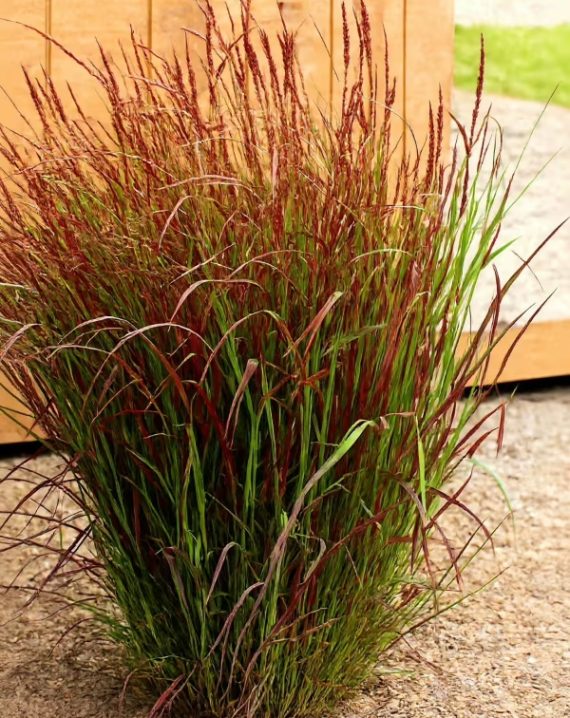 panicum virgatum rotstrahlbusch 1