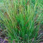 panicum virgatum rotstrahlbusch
