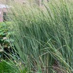panicum virgatum rotstrahlbusch 2