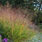 panicum virgatum rotstrahlbusch 4
