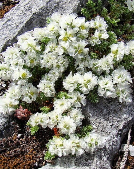 paronychia kapela 2