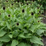 rudbeckia occidentalis green wizard 1