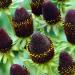 rudbeckia occidentalis green wizard