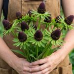 rudbeckia occidentalis green wizard 2