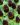 rudbeckia occidentalis green wizard