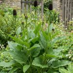 rudbeckia occidentalis green wizard 3