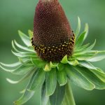 rudbeckia occidentalis green wizard 4