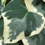 brsljan dentata variegata 2