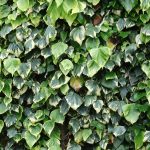 brsljan dentata variegata 3