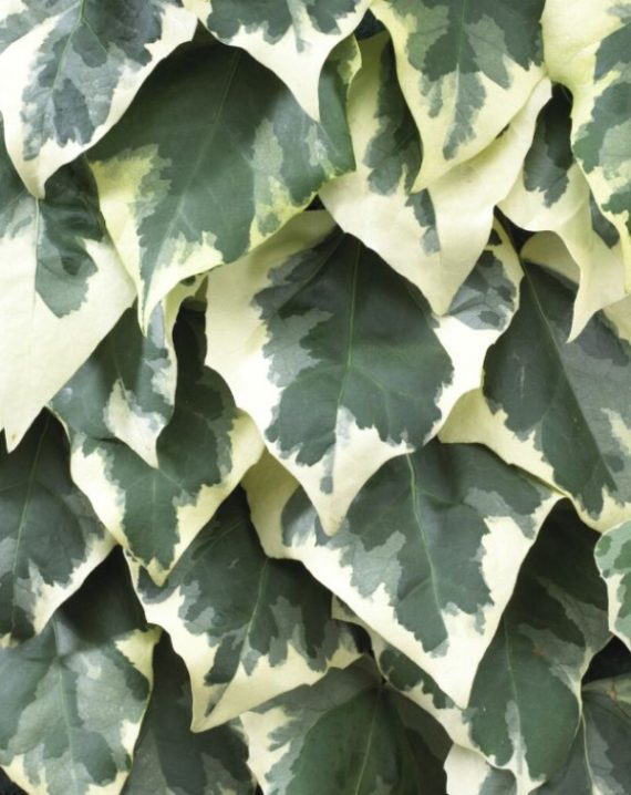 brsljan dentata variegata