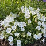 campanula carpatica pearl white 1