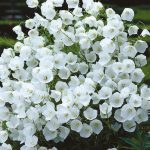campanula carpatica pearl white