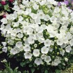 campanula carpatica pearl white 3