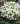 campanula carpatica pearl white 3