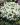 campanula carpatica pearl white 3