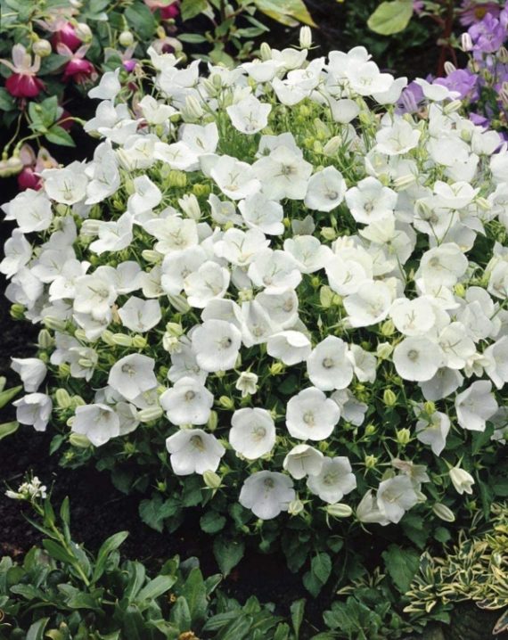 campanula carpatica pearl white 3