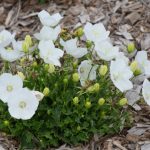 campanula carpatica pearl white 5