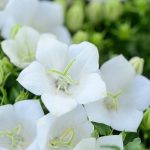 campanula carpatica pearl white 6