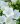 campanula carpatica pearl white 6