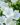 campanula carpatica pearl white 6