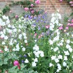 campanula persicifolia alba 1
