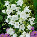 campanula persicifolia alba